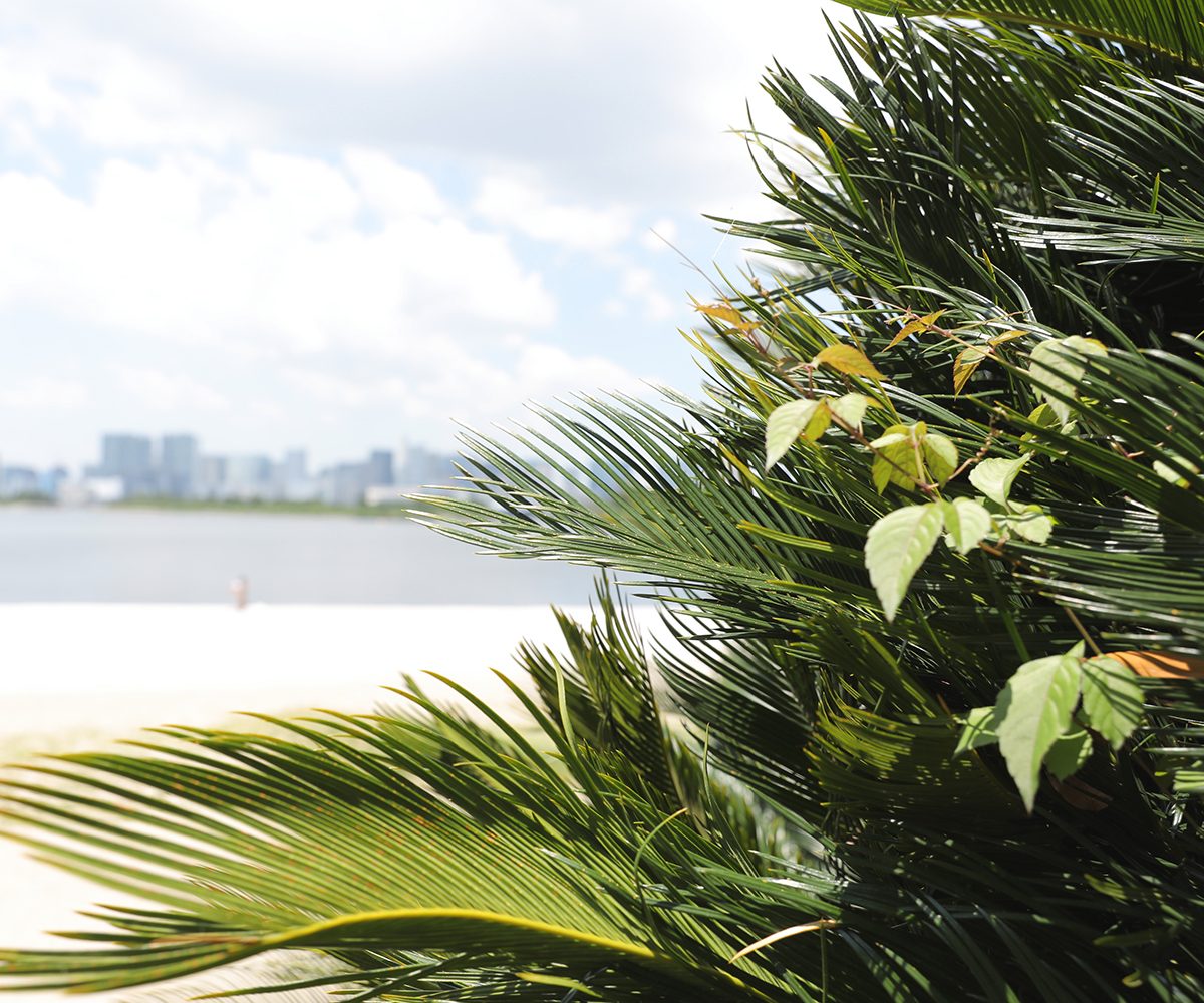 写真：Plantation